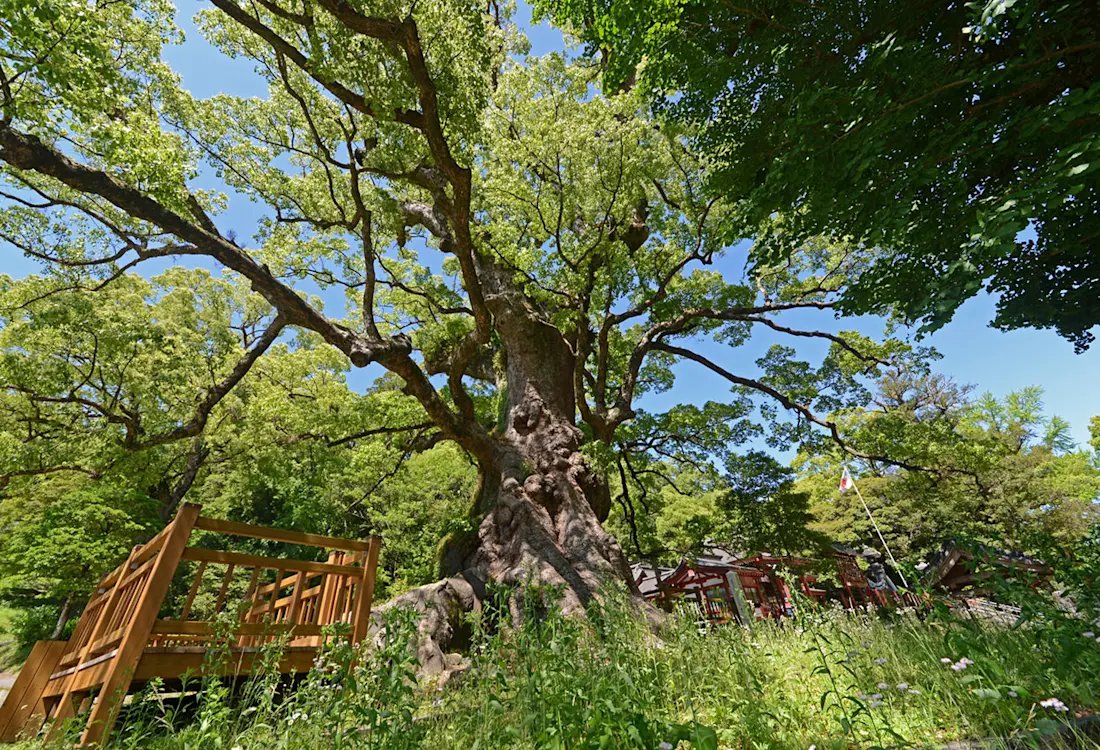 ⛩️ 가모 하치만 신사 이미지 3